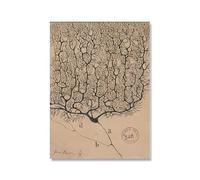 Rikin Liuff Dibujo Neurona Santiago Ramón Y Cajal Póster Dibujo Neurona Láminas Vintage Santiago Ramón Y Cajal Lienzo Pintura Decoración Mural 40x65cm Sin marco