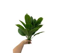 Rikyo 2 racimos de Plantas Artificiales para pájaros del paraíso de 45,7 cm, Hojas Tropicales de imitación Strelitzia 12 Hojas de plátano para Plantas en Maceta,Verde