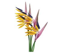 Rikyo Strelitzia - 6 Flores Artificiales Multicolor de pájaro del paraíso de 23 Pulgadas, Flores permanentes de imitación Tropicales para decoración de Oficina,Plantas en Maceta (Amarillo Morado)