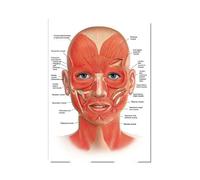 RIMURA El Cuerpo, anatomía Facial, Vasos musculares, Lienzo detallado, Pintura, Estructura Humana, Esqueleto, póster Educativo, decoración médica (Color : 20, Size : 30X45cmUnframed)