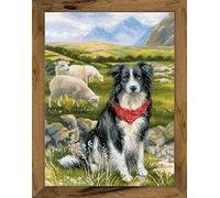 Riolis 1767 Border Collie - Kit de punto de cruz (algodón, 3040 cm), multicolor