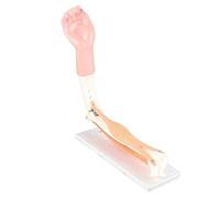 Riuulity Exquisito Modelo Anatómico del Brazo Que Ilustra el Movimiento Muscular, Ideal para Lecciones de Salud Física de la Escuela Secundaria, Material de Caucho Polimérico