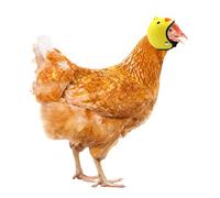 RIZGHWOY Casco de Pollo de Dibujos Animados, Casco de Seguridad Ajustable para Aves de Corral para Pollos y Patos, Plástico Liviano para una Fácil Identificación (Colores Variados)
