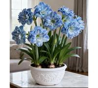 Rizomas de Amarilis Perennes,Decoración de jardín,No se requiere riego,Resistente al invierno,Increíble crecimiento-1 Rizomas-J