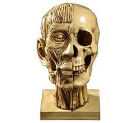 RLKHXBS Estatua de Mesa Modelo de Cabeza Humana de Cabeza Humana, Modelo médico de enseñanza Material de enseñanza Cabeza de Resina Estatua de Arte decoración de Arte de la Oficina en el hogar