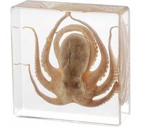 RMJEZTQD Pulpo taxidermia, Adorno ejemplares Reales de Pulpo en Resina, Ideal for Amantes del océano. Ideal for aulas, Ciencias, educación, biología, curiosidades, decoración, exhibición y Regalos.