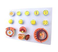 RMJEZTQD Regalo médico, modelo de 13 componentes del proceso de fertilización humana y desarrollo embrionario temprano, maniquí fetal obstétrico premium, for demostración didáctica.