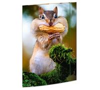 RNKVERLAG 45375 - Carpeta de dibujo Chipmunk 310 x 440 mm, carpeta de documentos para DIN A3, con cierre elástico, 1 unidad