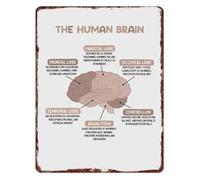RNUMLIGH Aluminum Vintage Sign Human Brain Anatomy Educational Neurology for Classroom Clinic Office Wall-Art 8 X 12 in