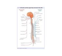RNUMLIGH Autonomic Nervous System Poster Human Body Spinal Cord Vagus Nerve Anatomy Educational Wall-Art Chart For School Chiropractic Office Decor(Framed,08x12inch(20x30cm))