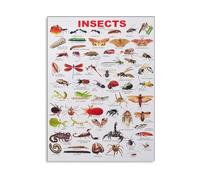 RNUMLIGH Educational Insect Poster - Encyclopedia of Bugs Species Canvas Wall-Art for Learning(Framed,16x24inch(40x60cm))
