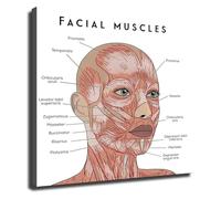 RNUMLIGH Facial Anatomy Poster Muscles Chart for Skincare and Expression Educational Canvas Wall-Art for Spa Clinic Aesthetic Studio Office(Framed,08x12inch(20x30cm))
