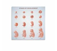 RNUMLIGH Pregnant Womens Guide to Embryo Development Chart Canvas Wall-Art for Bedroom Nursery Decor(Framed,12x18inch(30x45cm))