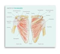 RNUMLIGH Shoulder Joint Anatomy Educational Canvas Wall-Art Human Body Chart Poster for Clinic Office Student Decor(Unframed,12x18inch(30x45cm))