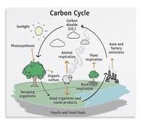 RNUMLIGH The Carbon Cycle Poster Science Educational Art Metal Tin Sign Wall Decor Modern Home Bedroom(Framed,16x24inch(40x60cm))