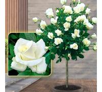 Roadoor 100 pcs tocón Rosa samen Einfach zu kultivieren Stem Rosa samen Lange blühende Rosen samen für Garten balkon deskoration Un