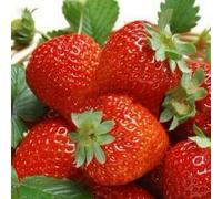 Roadoor 100 piezas Erdbeersamen Nährwertige Köstliche Seltene Farben Obst Gemüse Samen Gartensamen für Das Pflanzen Jetzt Rojo