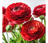 Roadoor 100 Piezas Ranunkulus Blumen Samen Einfach Zu Pflanzen Mehrjährige Blumen Samen Lange Blühende Ranunkulus Samen für Schnittblumen Garten Dekor Rojo