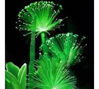 Roadoor 100 piezas Seltene Smaragd Fluoreszierende Blumen Samen Nachtlicht Emittierende Pflanzen Garten Gartensamen für Das Pflanzen Jetzt