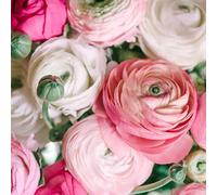 Roadoor 100 Stück Ranunculus Blumen Samen Einfach Zu Pflanzen Mehrjährige Blumen Samen Langblühende Ranunculus Samen für Schnittblumen Garten Dekor Rosa