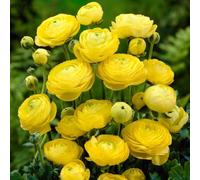 Roadoor 100 Stück Ranunculus Blumen Samen Einfach Zu Pflanzen Mehrjährige Blumen Samen Langblühende Ranunculus Samen Für Schnittblumen Garten Dekor Amarillo