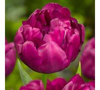 Roadoor 100 Stück Tulpen samen Nicht-gvo de alto rendimiento angepasste Schnell wachsende gartenblumensamen für anfänger Rojo