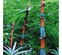 Roadoor 100 Uds Schwarz Lila Grün Phyllostachys Pubescens Moso-Bambus Samen Garten Pflanzen Gartensamen für Das Pflanzen jetzt 100 Piezas de Semillas de bambú Coloridas