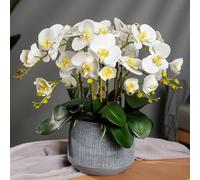 Roadoor 100 Unids/Bolsa Semillas de Phalaenopsis Flor Orquídea Plantas Bonsai Floración Multicolor Plántulas jardín para Interiores y Exteriores jardinería doméstica Plantar Blanco