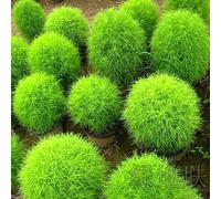 Roadoor 100 Unids Kochia Scoparia Planta Ornamental Semillas de Flores Jardín Jardín Bonsai Decoración Semillas de Jardinería para Plantar Ahora Verde Coquia Scoparia