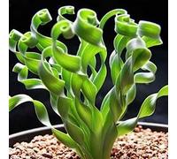 Roadoor 100 Unids Raras Semillas de Flores de Hierba en Espiral Planta Suculenta Bonsai En Maceta Decoración del Hogar Semillas de Jardinería para Plantar Ahora Semillas de Hierba Espiral