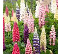 Roadoor 1000 PCS Russell Lupine Seeds Mehrjährige Kalt Hardy Frost tolerante Wildblumen Samen Lupinus Polyphyllus Samen Für Winter Herbst Pflanzung Color Mixto