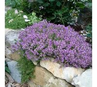 Roadoor 1000pcs krüpfende thymiansamen Zum pflanzen Von mehrjährigen Blumen Nicht-gvo-samen bodendeckpflanzen Blumen samen für den Garten im freien Patio-pflanzen Violeta