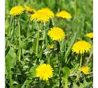 Roadoor 1000pcs Löwenzahn Samen Nährstoffreiche Löwenzahn Blumen Samen Mit Reichem Gartengeschenk Für Pflanzliebhaber Amarillo