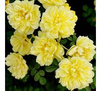 Roadoor 100pcs Klettern Rosensamen Garten Home Balkon Zäune Dekor Pflanzen Blumen Gartensamen zum Pflanzen Jetzt Amarillo