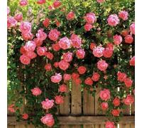 Roadoor 100pcs Klettern Rosensamen Garten Home Balkon Zäune Dekor Pflanzen Blumen Gartensamen zum Pflanzen Jetzt Rosa
