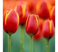 Roadoor 150pcs Tulpensamen natürliche Hohe Keimung Bunte Tulpenblumen Samen Exterior Interior Garten HOF Dekorative Blüte Pflanzen Samen Naranja Roja