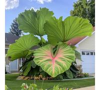 Roadoor 200 PC Elefantenohr Samen Stauden Schatten Liebende Pflanzen Samen Große Blätter Hohe Wasserbedarf Blattpflanzen Samen Für Garten Patio Pflanzung Cian