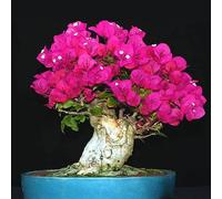 Roadoor 200 piezas Bougainvillea samen Nicht-GMO Bougainvillea Blume samen trocken tolerante klettern Rebe Blume samen für Garten Gitter hecken blumentopf Rosa de Rojo