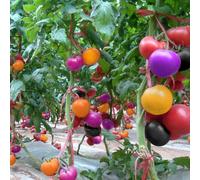 Roadoor 200 Piezas Regenbogen Tomaten Samen Garten Köstliche Obst Gemüse Pflanze Home Decor Garten Samen für Das Pflanzen Jetzt Arcobaleno