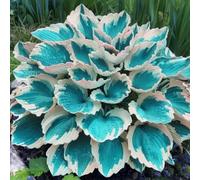 Roadoor 200 Stück Hosta Samen für Landschaftsgestaltung Hohe keimung Seltene Sorten Hosta Samen Wartungsarmarme Mehrjährige Blattpflanzensamen für Schattengärten Balkone Hofe Hofe Hofe Azul