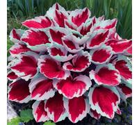 Roadoor 200 Stück Hosta Samen für Landschaftsgestaltung Hohe keimung Seltene Sorten Hosta Samen Wartungsarmarme Mehrjährige Blattpflanzensamen für Schattengärten Balkone Hofe Hofe Hofe Rojo