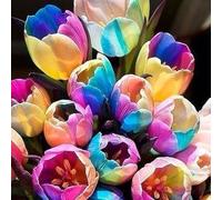 Roadoor 200ps Tulpensamen Bunte Blüten Lebendige Farbe Tulpensamen für Garten Pflanzung Schöne Charmante Blumen 200 piezas