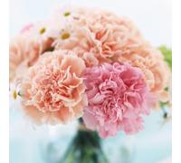 Roadoor 30 Unids/1 Bolsillos Mode Blume Samen Nelke Kraut Samen Home Garten Pflanze Samen Gartensamen für Das Pflanzen Jetzt