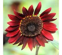 Roadoor 300 Stück Sonnenblumensamen zum Pflanzen Nicht-gvo Sonnenblumensamen Einfach Zu Wachsen Sonnenblumensamen Schüttgeschenk für Gärtner Gartendekor Rojo