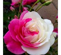 Roadoor 50 Unids Rosa Blanco Semillas de Rosas Flor Perenne Balcón Patio Jardín Bonsai Decoración Semillas de Jardinería para Plantar Ahora