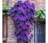 Roadoor 500 pcs Morning Glory Seeds Rebe Kletterpflanze Farbige Blätter Samen Blatt Borrachten Pflanzen Gartensamen Für Balkon Patio Violeta