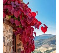 Roadoor 500 pcs Morning Glory Seeds Rebe Kletterpflanze Farbige Blätter Samen Blatt Borrachten Pflanzen Gartensamen Für Balkon Patio Petirrojo