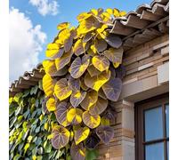 Roadoor 500 pcs Morning Glory Seeds Rebe Kletterpflanze Farbige Blätter Samen Blatt Borrachten Pflanzen Gartensamen Für Balkon Patio Amarillo