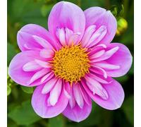 Roadoor 500 piezas enanas Dahlia samen stauden Blumen samen Nicht-GMO Dahlia samen für Garten landschaftsgestaltung blumentopf pflanzen G