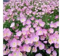 Roadoor 5000 Stück Showy Abend Primrose Samen Mehrjährige Rosa Gelb Blüten abend Primrose samen oenothera speciosa samen Blumen, um bestäuber für schmetterlinge gärten anzuziehen Rosa